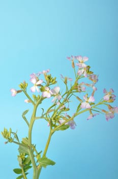 White mustard on blue background