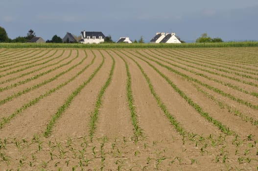 Corn  field in  Spring in Brittany