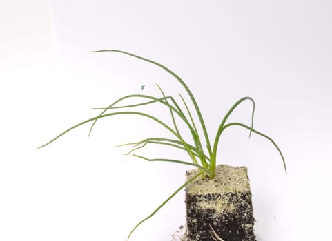 White onion plants