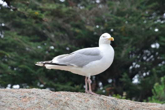 Gull on a rock in Brittany