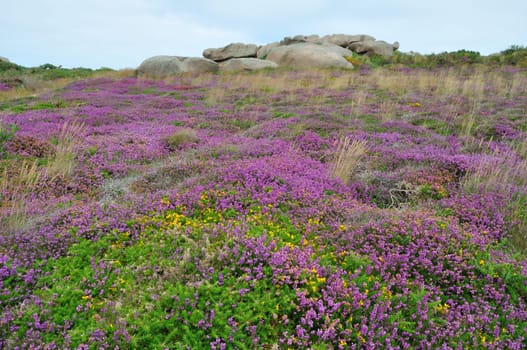 Heather and rock on the pink granite coast in Brittany