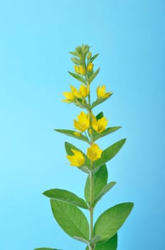 Lysimachus on a blue background