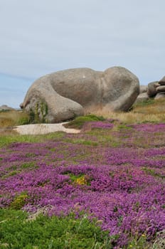 Heather and rock on the pink granite coast in Brittany