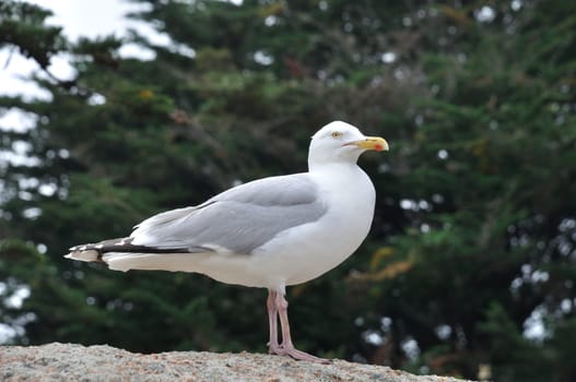 Gull on a rock in Brittany