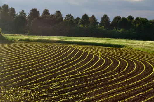 Corn  field in  Spring in Brittany