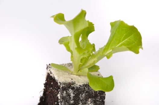 Batavia salad plants
