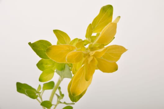 golden oregano on white background