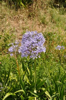 blue agapanthus in a garden