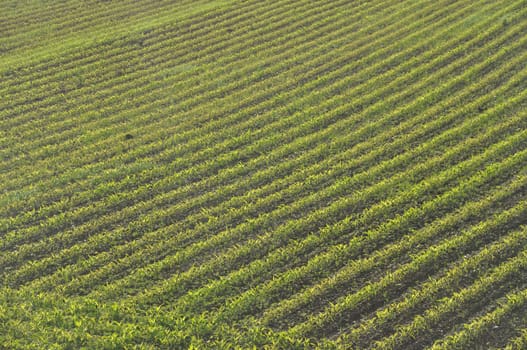 Corn  field in  Spring in Brittany