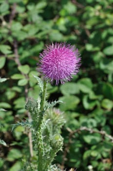 thistle in bloom in a garden
