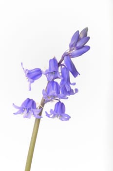 Wild hyacinth on a white background