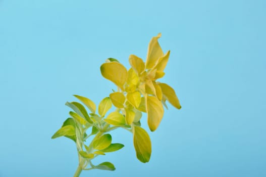 Golden oregano on blue background
