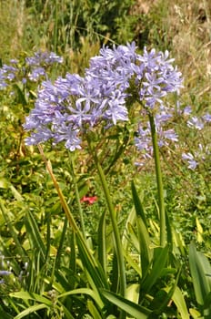 blue agapanthus in a garden