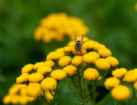 Tanacetum vulgare