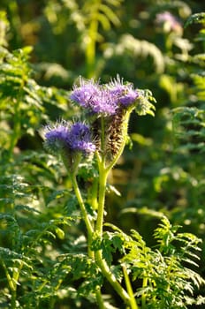 Phacelia in a field in Brittany