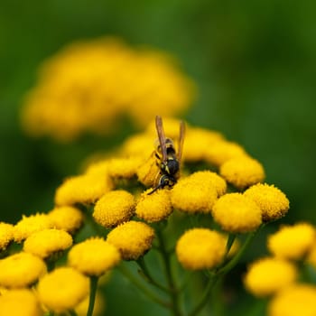 Tanacetum vulgare