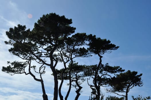 Pine in Brittany