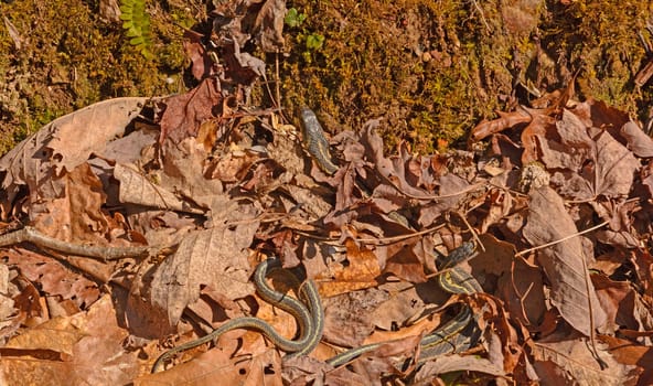 Garter Snakes Emerging From a Den on a Sunny Day in Cumberland Gap National Historical Park in Virginia
