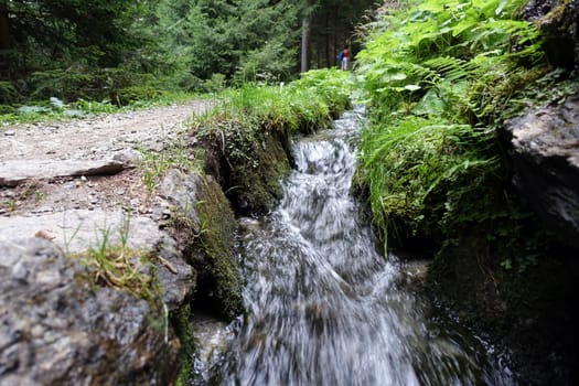 Hike on the Verdinser Waal trail to the Waaler hut, Schenna, South Tyrol, Italy
