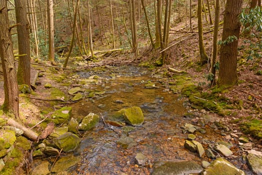 Pretty Mountain Stream Running Through the Forest in Cumberland Gap National Historical Park in Kentucky