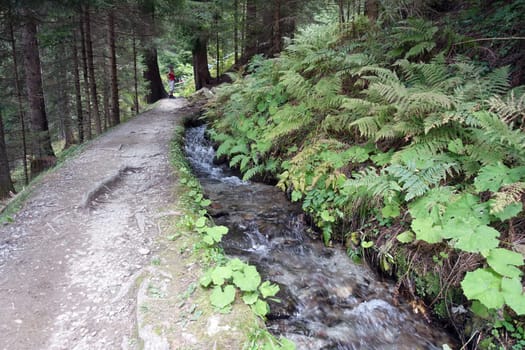 Hike on the Verdinser Waal trail to the Waaler hut, Schenna, South Tyrol, Italy