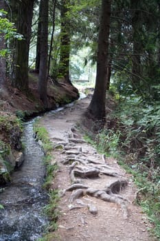 Hike on the Verdinser Waal trail to the Waaler hut, Schenna, South Tyrol, Italy