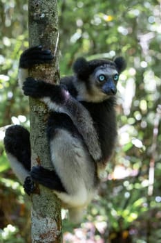 One Indri lemur on the tree watches the visitors to the park