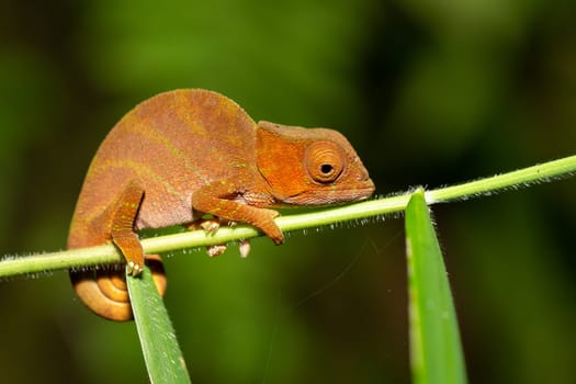Colorful chameleon in a close-up in the rainforest in Madagascar.