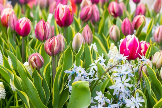 flowers in Keukenhof in the Netherlands