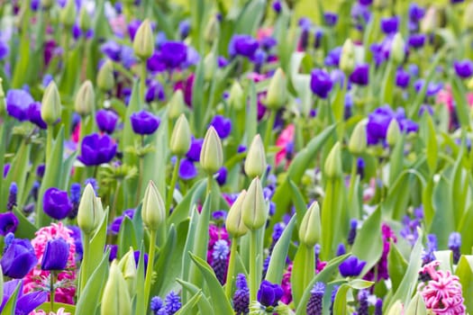 flowers in Keukenhof in the Netherlands