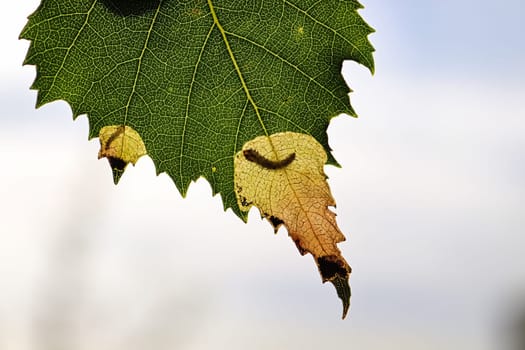 Silhoutte of a birch leafminer insect in a leaf.