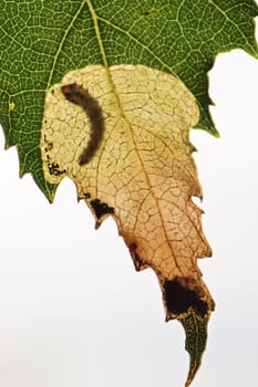 Macro vertical view of a leafminer larva pocket.