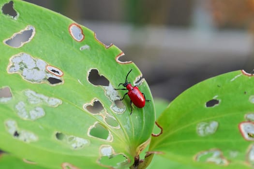Macro of a eaten lilly leaf with a Lilioceris lilii beetle.