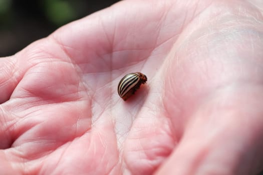 A colorado beetle being held in the palm of a hand.