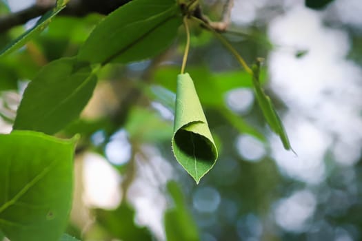 A curled up leaf caused by a leafroller.