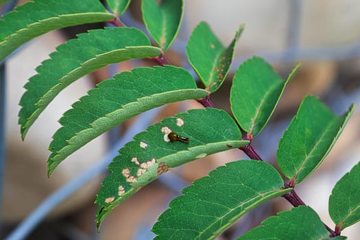 Closeup of a small pear slug damaging leaves.