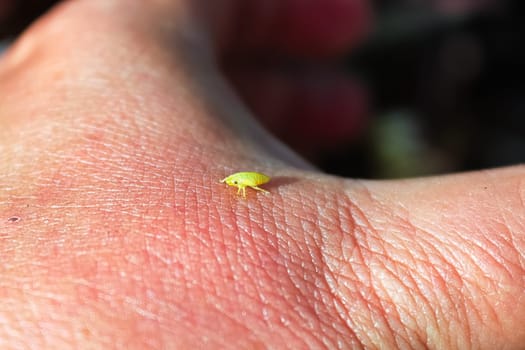 A tiny green spittlebug on the back of a hand.