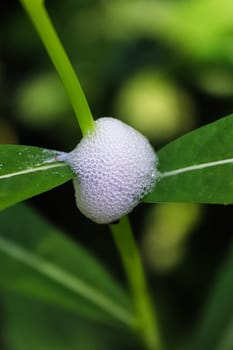 Macro of a spittlebugs frothy protection on a plant.
