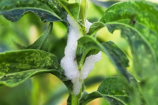 Bubbled air foam on a plant stem caused by insects.