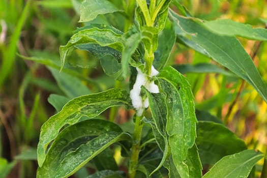 Closeup of a foam mass caused by a spittlebug.
