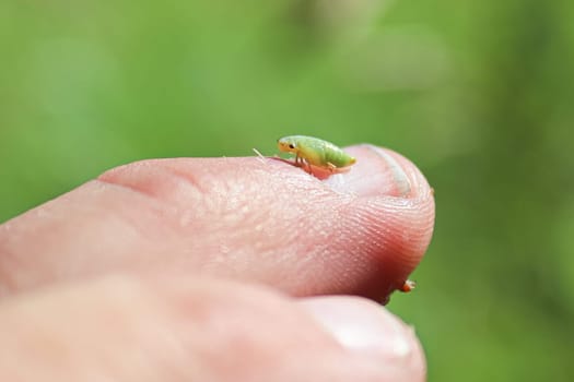 Macro of a green spittlebug nymph on a finger.