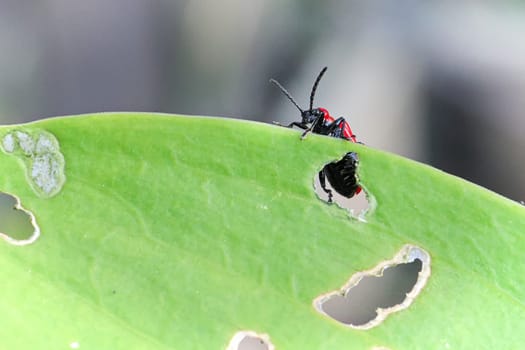 Macro of a scarlet beetle on the edge of a lilly leaf.