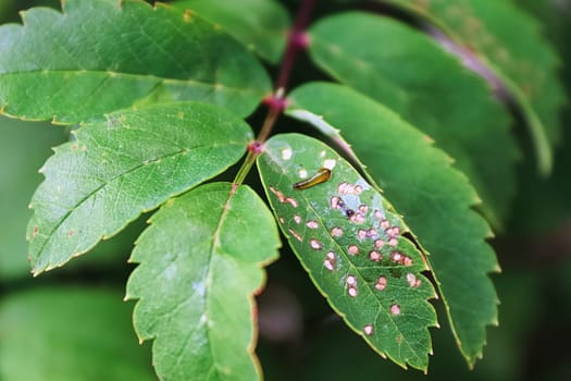 Closeup of a pear slug on a mountain ash branch.