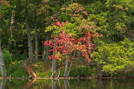 Colorful Tree on the Water's Edge on Mountain Lake in the Sylvania Wilderness in Michigan