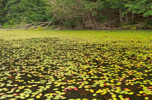 Water Shield Plants Covering the Lake on West Bear Lake in the Sylvania Wilderness in Michigan