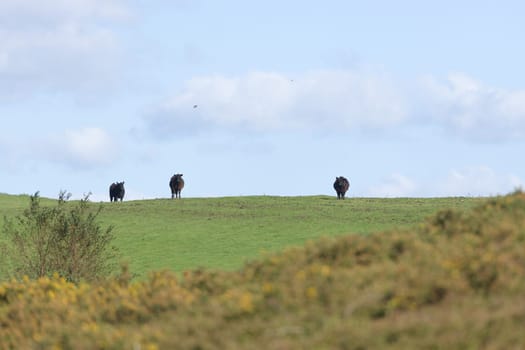 Dark black cattle stand out against the bright blue sky on a sunny summers day. Selective focus blurs the overgrown foreground and highlights the cows