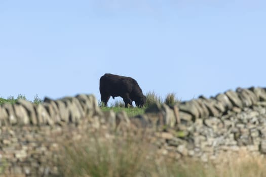 Out of focus dry stone wall in the yorkshire peak district frames a single large male bull cow as he grazes the luscious wild green field in summer.