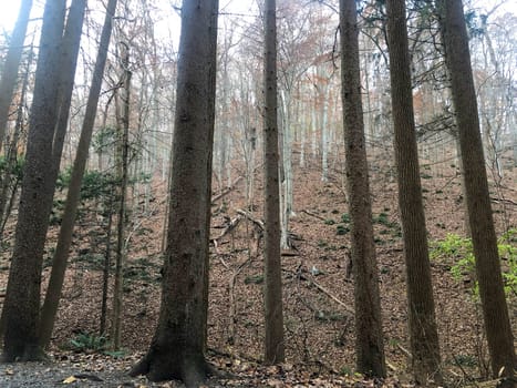 White trees rise in the mist of a forest hillside, row of strong tree trunks stand like sentinels. Beautiful tranquil nature scene