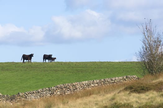 Mother, father and calf cows form an affectionate family scene on the horizon of a countryside field. Summers day, warm sunlight and adjacent meadow
