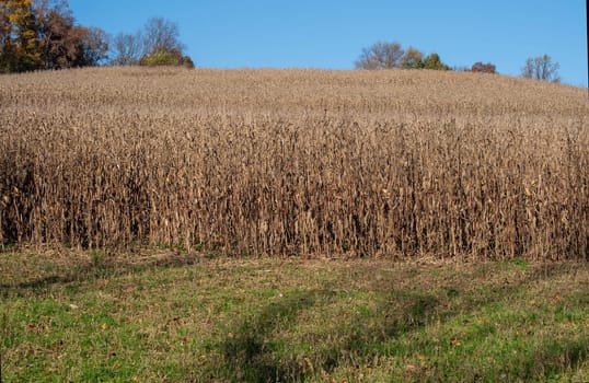 Autumn corn field ready for harvest extending to the horizon, green grass in foreground. Crisp Autumn feel and beautiful colors and textures.